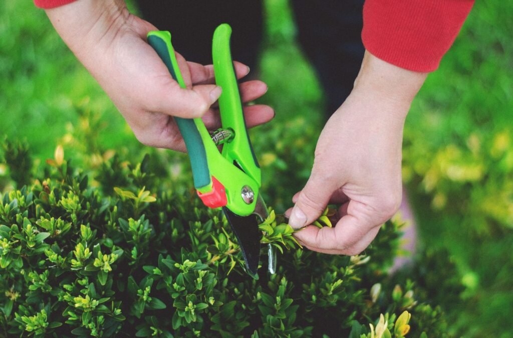 Pruning shears trimming a green hedge